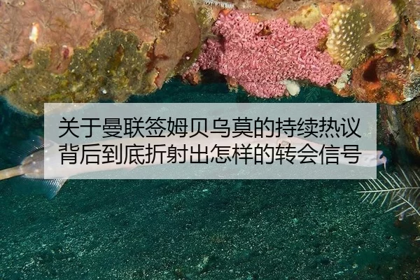 guan-yu-man-lian-qian-mu-bei-wu-mo-de-chi-xu-re-yi-bei-hou-dao-di-zhe-she-chu-zen-yang-de-zhuan-hui-xin-hao-2-853.jpg